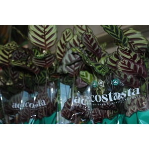 CALATHEA MAKOYAMA P12