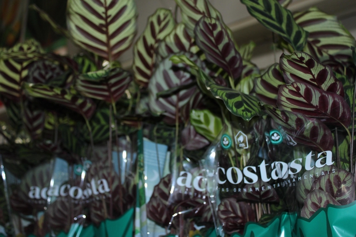 <h4>CALATHEA MAKOYAMA P12</h4>