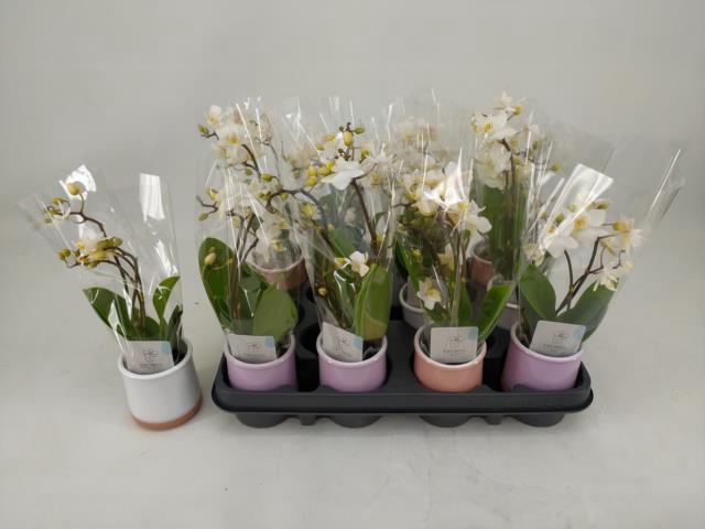 <h4>PHAL MINI</h4>