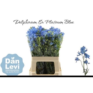 DELPH EN M PLAT BLUE