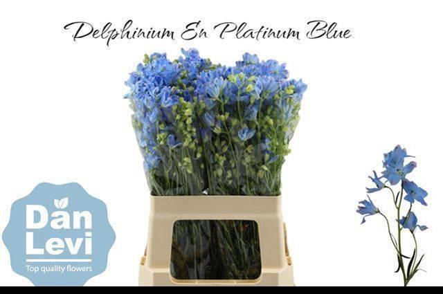 <h4>DELPH EN M PLAT BLUE</h4>