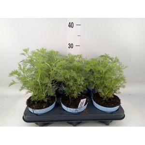 Artemisia abrotanum