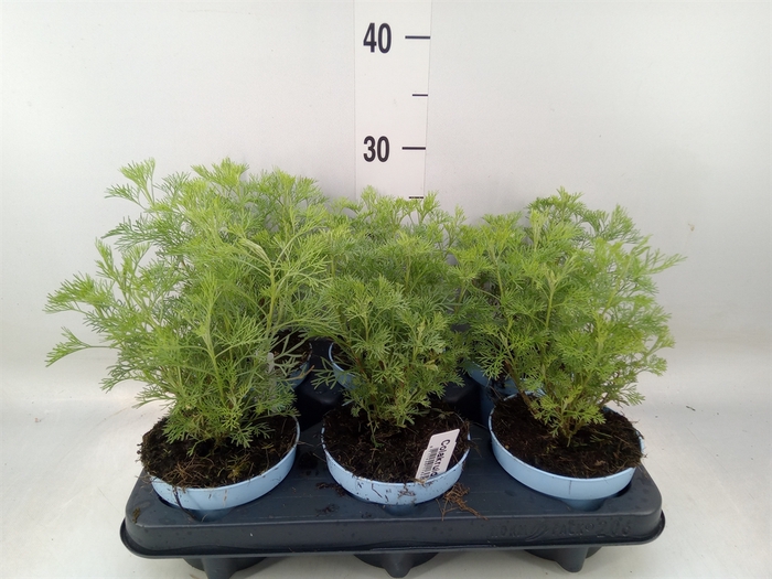 <h4>Artemisia abrotanum</h4>