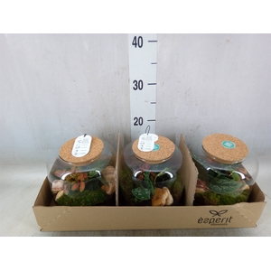 Arr.   Planten H%