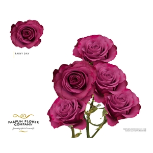 Rosa Spray Rainy Day