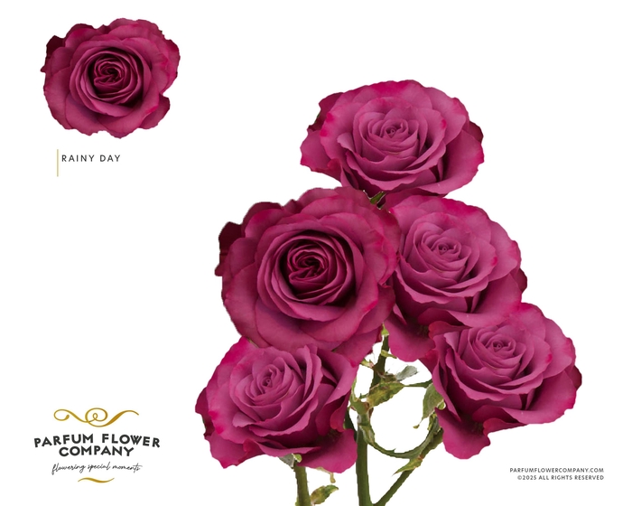<h4>Rosa Spray Rainy Day</h4>