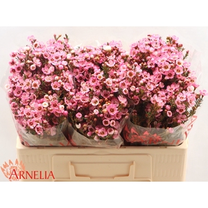 Chame Sarahs Delight Arnelia