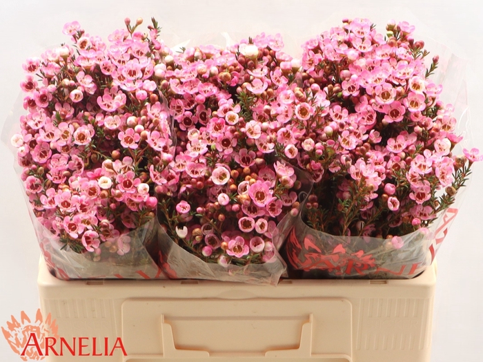 <h4>Chame Sarahs Delight Arnelia</h4>