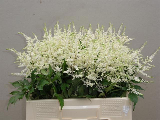 <h4>ASTIL WHASINGTHON</h4>