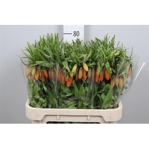 Fritillaria Orange Beauty