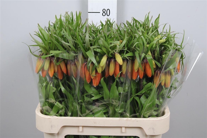 <h4>Fritillaria Orange Beauty</h4>
