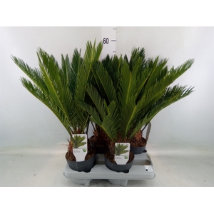 Cycas revoluta