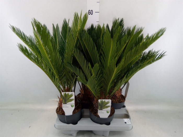 <h4>Cycas revoluta</h4>