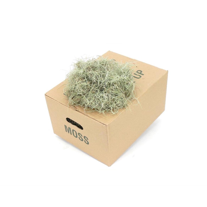 <h4>Mos Tillandsia Fijn</h4>