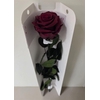 Ro Pres Stem 50cm Red