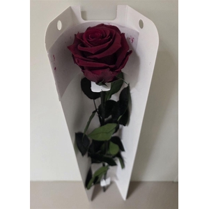 Ro Pres Stem 50cm Red