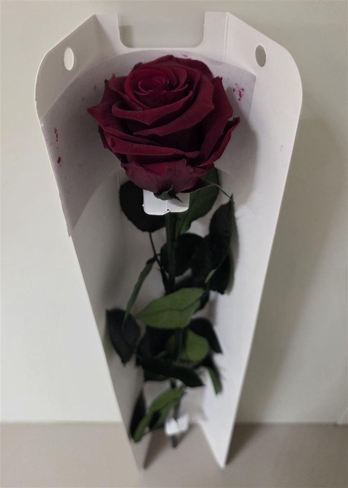 Ro Pres Stem 50cm Red