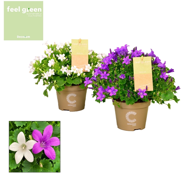 <h4>Campanula Porto Mix FEEL GREEN</h4>