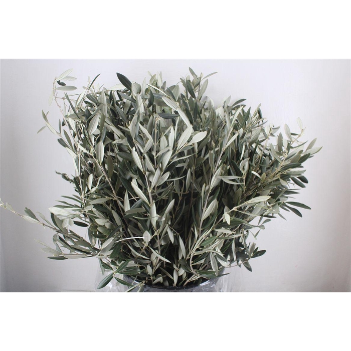 <h4>Olijf 400gr P Bunch</h4>