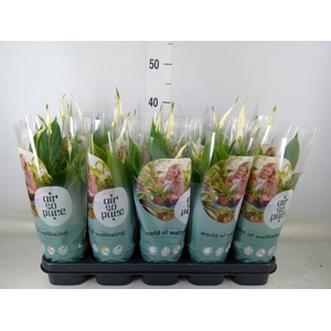 Spathiphyllum  'Bellini'