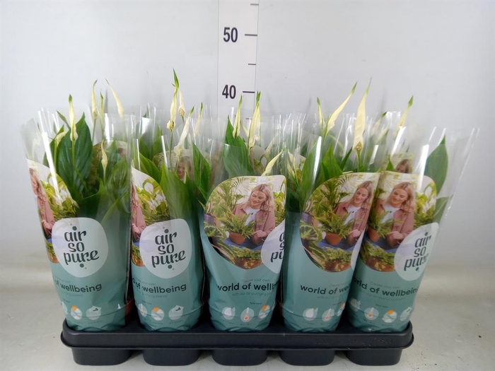 <h4>Spathiphyllum  'Bellini'</h4>