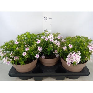 Phlox panic. 'Famous Pink'