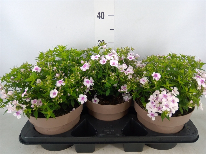 <h4>Phlox panic. 'Famous Pink'</h4>