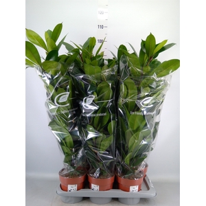 Ficus cyathistipula