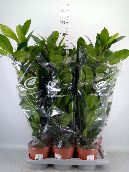 <h4>Ficus cyathistipula</h4>