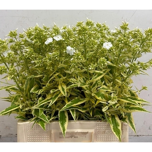 Phlox Paniculata Wit