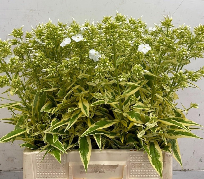 <h4>Phlox Paniculata Wit</h4>