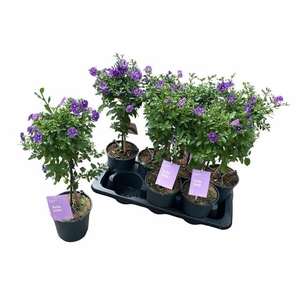 SOLANUM BLUE FOUNTAIN P14