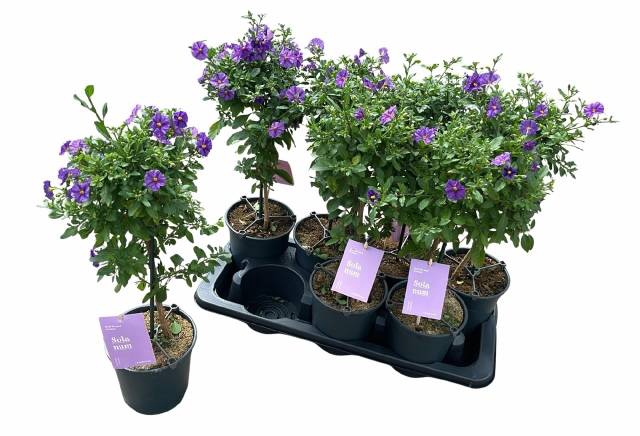 <h4>SOLANUM BLUE FOUNTAIN P14</h4>