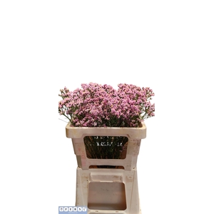 Limonium Anouchka Diamond Fers Flowers