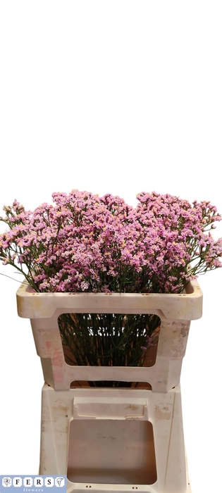 <h4>Limonium Anouchka Diamond Fers Flowers</h4>