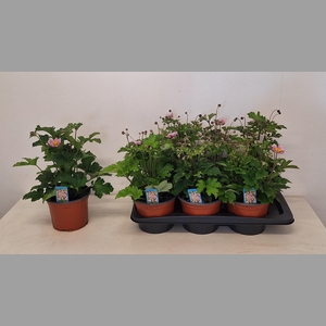 ANEM HUPEHENSIS