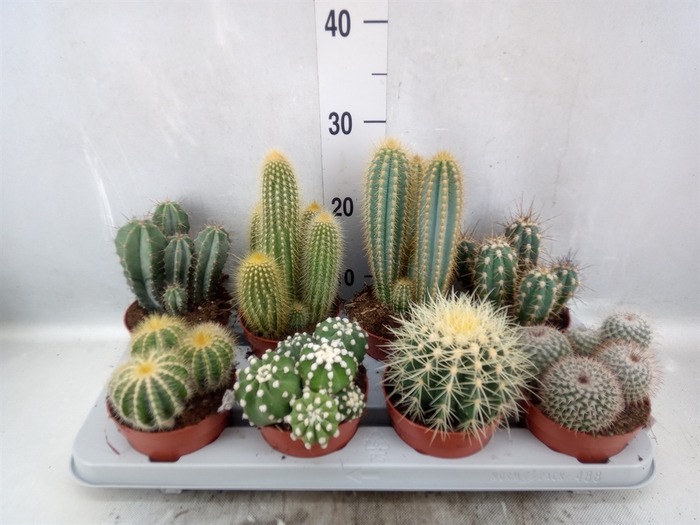 <h4>Cactus   ...mix</h4>