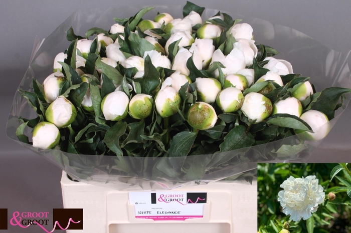 <h4>PAEO L WHITE ELEGANC</h4>