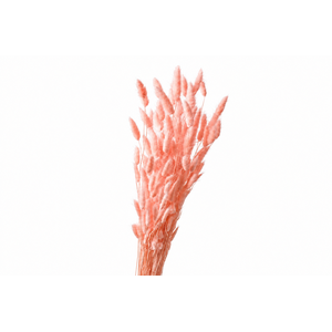 Dried Bleached Lagurus Salmon 100gr