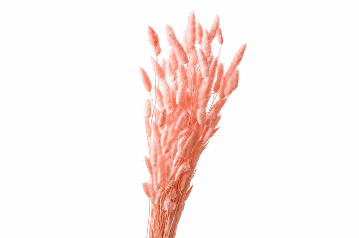 <h4>Dried Bleached Lagurus Salmon 100gr</h4>