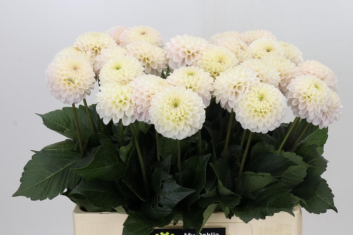 Dahlia Light Wizard