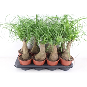 arr3 CP - Beaucarne 408/8