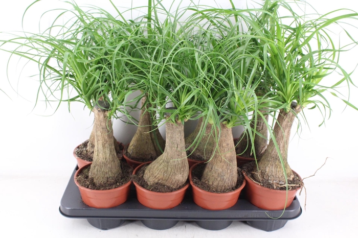 <h4>arr3 CP - Beaucarne 408/8</h4>