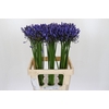 Agapanthus Uri