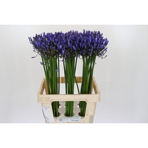 Agapanthus Uri