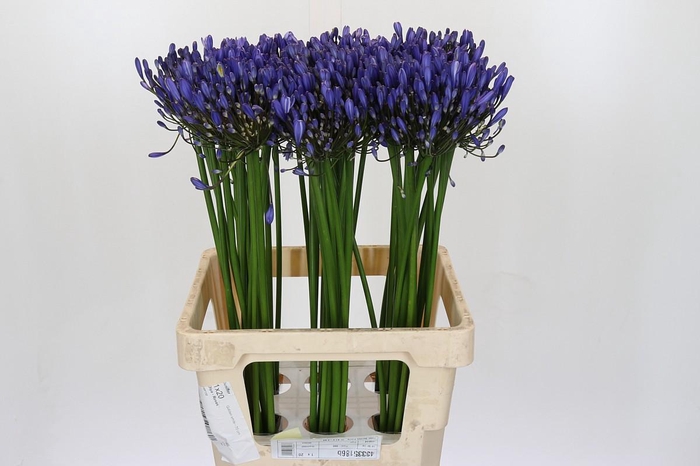Agapanthus Uri
