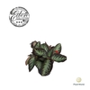 Episcia Cupreata Silver Screen 12cm