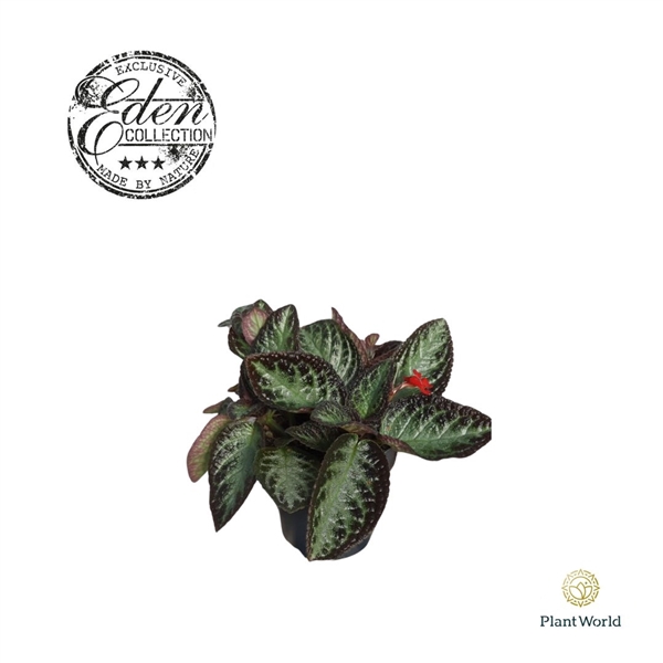 <h4>Episcia Cupreata Silver Screen 12cm</h4>