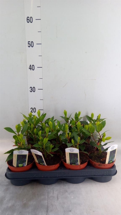<h4>Laurus nobilis</h4>