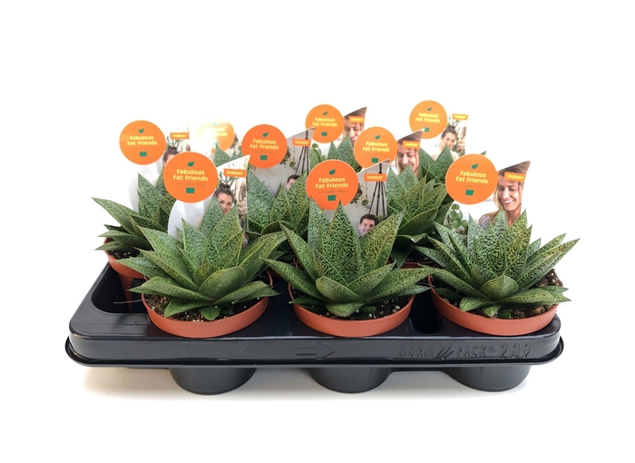 <h4>Aloe  'Equator'</h4>